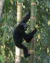 THE APE IN OUR STORIES THE APE IN OUR STORIES9