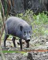 A LITTLE PIG GOES A LONG WAY A LITTLE PIG GOES A LONG WAY12