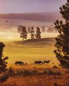 Home on the Range0