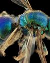 The Extreme Macro Photography of Bees