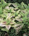 Plants & Philosophy Plants & Philosophy