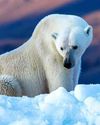 Scientists Unlock Ice-Repelling Secrets of Polar Bear Fur For Sustainable Anti-Freezing Solutions