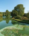 Cyanobacteria Nature's Ally for Sustainable Development16