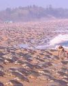 Sea Turtles are Doing Well, But Threats Still Loom! TerraGreen