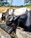 Striking White Gold! How a Himalayan village found a steady source of income in a basic commodity TerraGreen