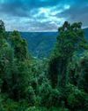 Australia's Rainforests are Releasing More Carbon than They Absorb, Warn Scientists Australia's Rainforests are Releasing More Carbon than They Absorb, Warn Scientists9