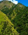 Endangered Himalayan Plants to Be Conserved Endangered Himalayan Plants to Be Conserved5