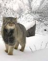 First Photographic Record of Pallas's Cat Captured First Photographic Record of Pallas's Cat Captured22