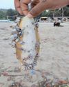 Lepas anatifera Lepas anatifera23