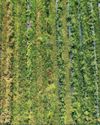 TerraGreen