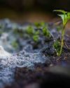 TerraGreen