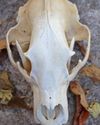 Understanding Skull Size in Evaluating Trophy Black Bear