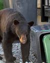 Bear Hunting Under Attack in New Jersey