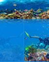 THE RAINFORESTS OF THE SEA ARE DYING