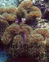 Caribbean Coral Reefs in Danger of Extinction