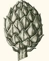 Globe artichoke (Cynara cardunculus - previously C. scolymus)3