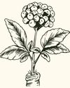 Siberian ginseng (Eleutherococcus senticosus)