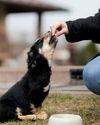 Tips for giving herbs to cats and dogs WellBeing