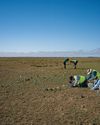 SEARCHING FOR AUSSIE DINOSAURS