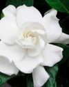 Gorgeous Gardenias