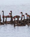 CISNES NEGROS