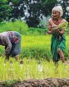 Monsoon Moderates, Kharif Rice Sowing Advances Monsoon Moderates, Kharif Rice Sowing Advances7