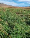 The value of cover crops in crop rotation systems The value of cover crops in crop rotation systems17