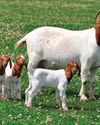Boer goat management: Mating17