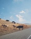 Stray livestock: Why kraaling them matters6