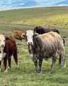 Circular agriculture in practice: A regenerative and profitable model7