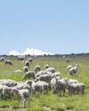 Smart vaccination solutions for healthier sheep22