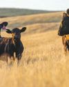 Profitability of niche meat markets: What producers need to know Profitability of niche meat markets: What producers need to know5
