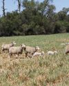 Molatek phosphate supplementation in livestock Molatek phosphate supplementation in livestock11