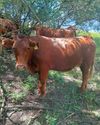 From lease to livelihood: Land reform success From lease to livelihood: Land reform success7