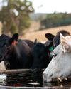 Defining and managing stress in cattle Defining and managing stress in cattle9