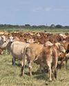 Stockfarm