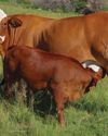Stockfarm