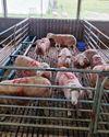Stockfarm