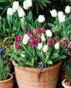 Plant bulbs now for A SPLASH OF SPRING COLOUR