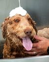 A Franchise for the Dogs Entrepreneur US