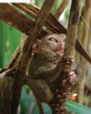 Tarsiers in trouble