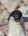 Why do penguins give stones to each other?