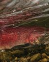 Salmon to surge after largest dam removal project in history