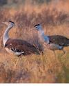 Big step for great Indian bustards