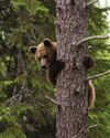 "Europe seems hellbent on creating the most hostile environment for bears possible" "Europe seems hellbent on creating the most hostile environment for bears possible"