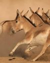 Onagers gallop back to Saudi Arabia