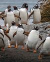 WALKING WITH PENGUINS