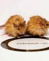 Boffins breed 'mammoth mouse'