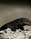 LOVE FOR A LIZARD