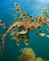 Leafy seadragons